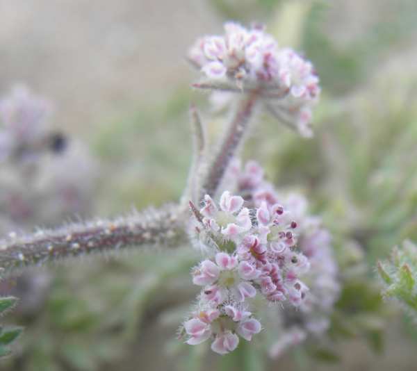 Pseudorlaya pumila (L.) Grande / Lappola delle spiagge